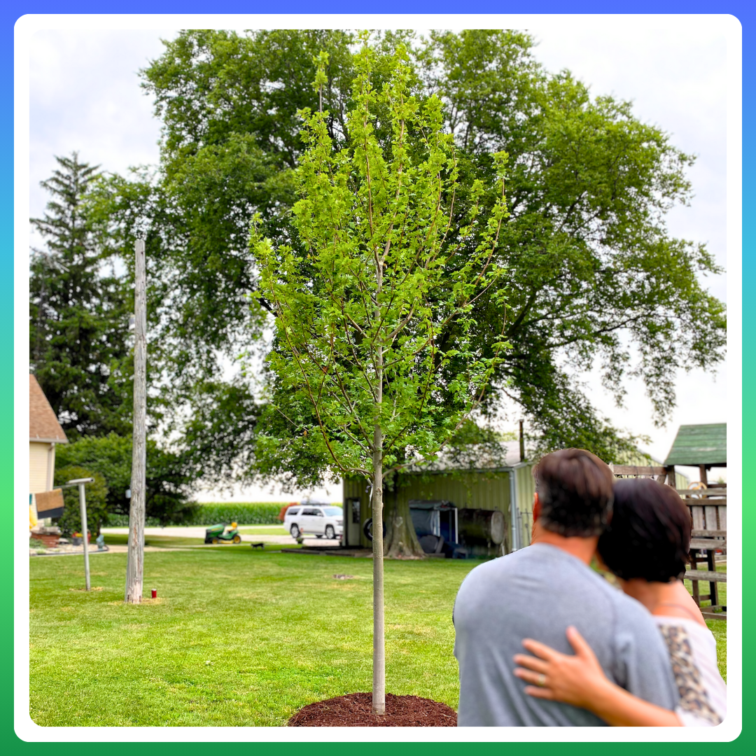 Picture of a couple looking at a newly planted tree. 